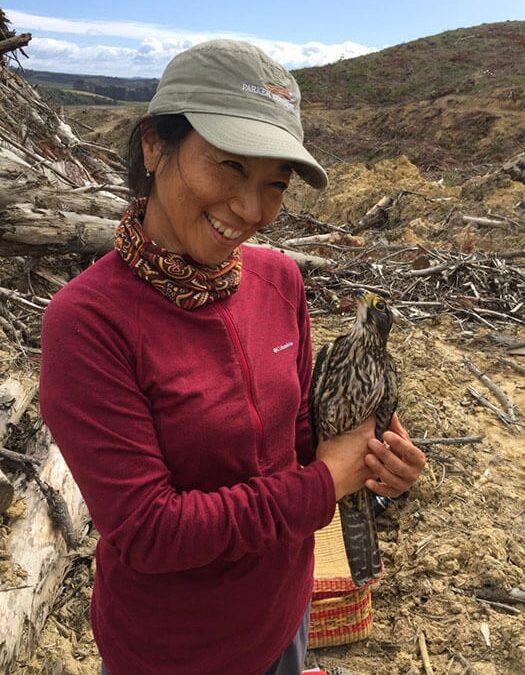 NZ Falcon Breeding Research Update