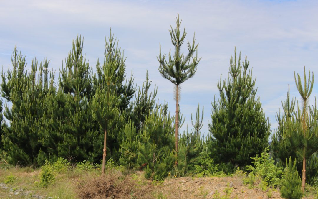 Pruned tree