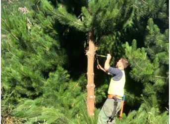 Why do we prune?