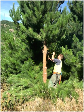 Harry Greer pruning at Mt Allan.