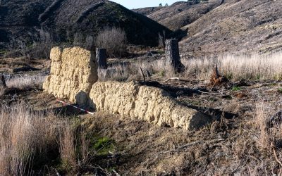 Using technology to capture historic remains in Wenita forests