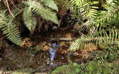 Stream monitoring in Southland