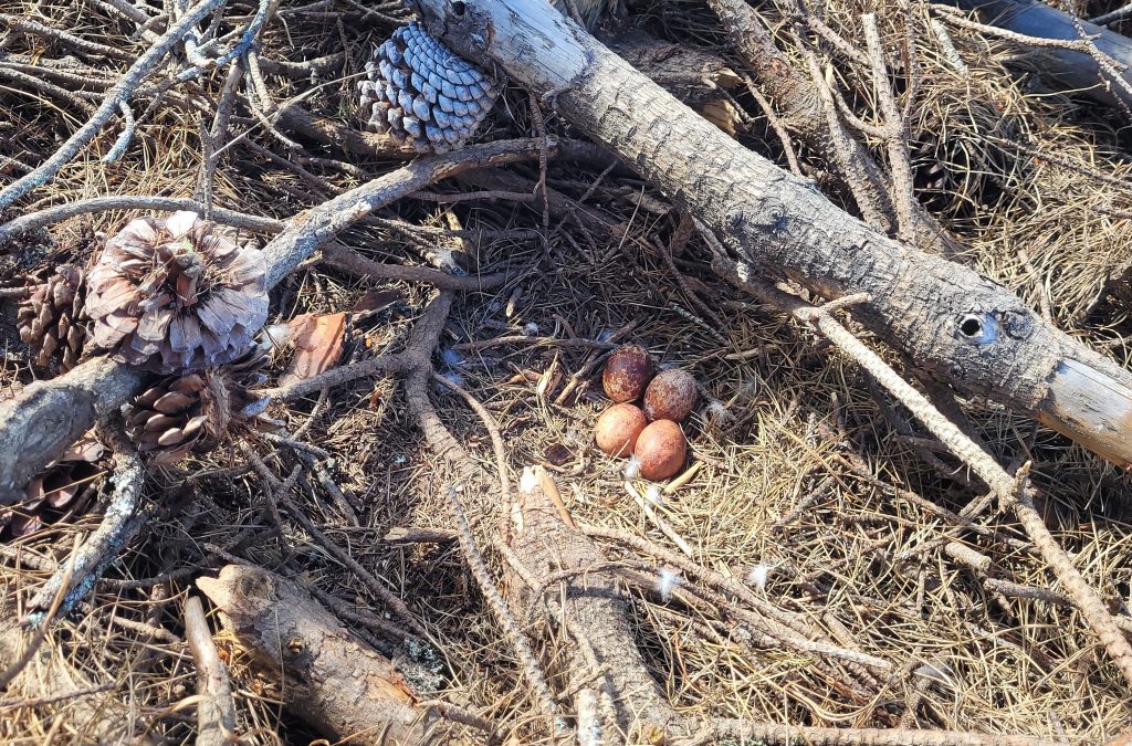 Logging operations make way for nesting falcons/kārearea